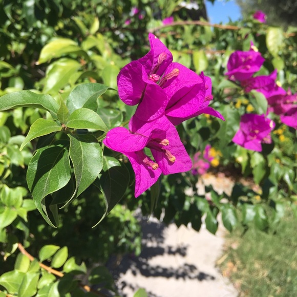 Meet your Posher, Nilly - Picture 1 of 1